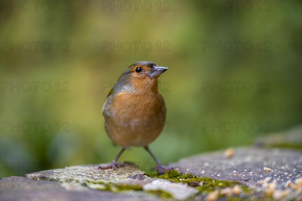 Madeiran chaffinch