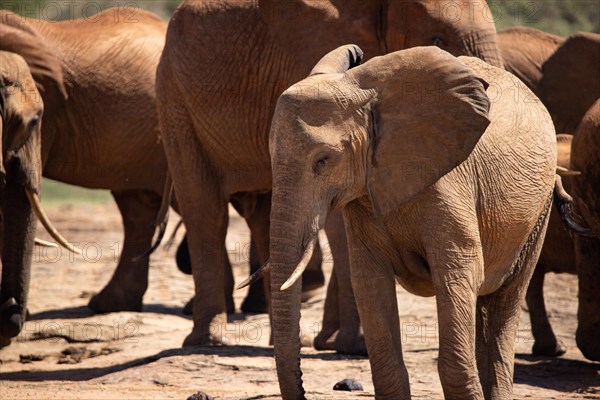 Herd of elephants at the waterhole in the savannah of East Africa, red elephants in the gene of Tsavo West National Park, Kenya, Africa