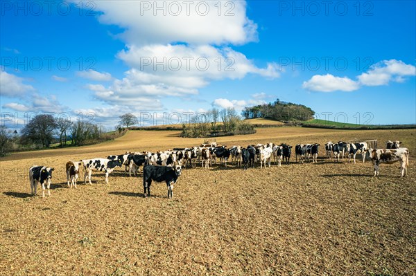 Cows on Devon Fields and Farmlands from a drone, English Village, England, United Kingdom, Europe