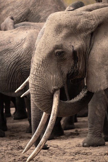 Herd of elephants, red elephants Elephants. In focus a bull in Tsavo National Park, Kenya, East Africa, Africa