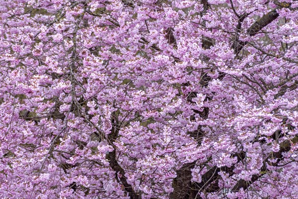 Flowering apple tree