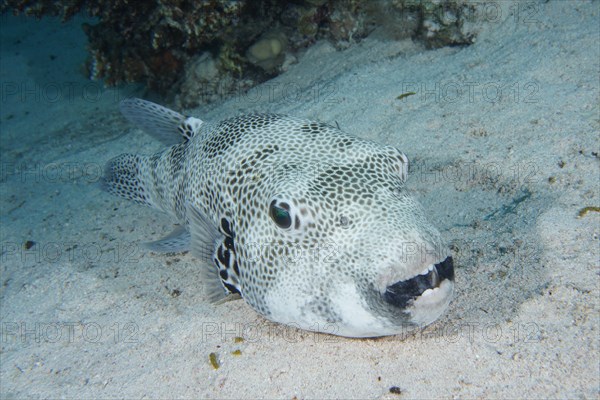 A star puffer