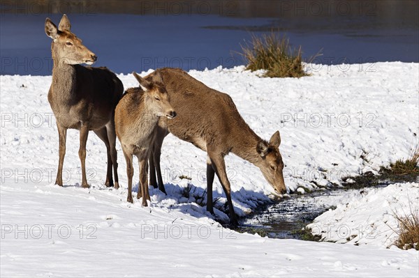 Red deer