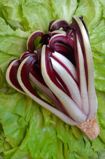 Radicchio in front of endive, Cicorino rosso Tardivo