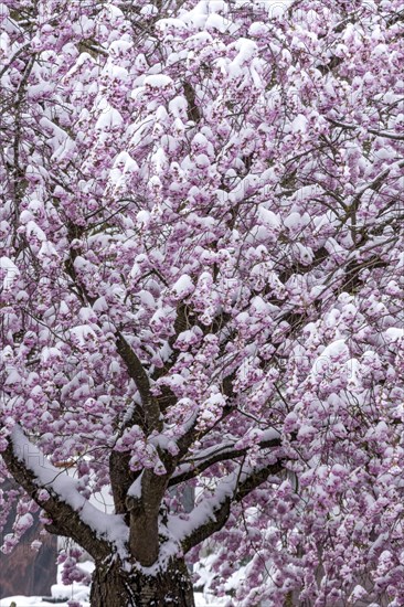 Flowering apple tree