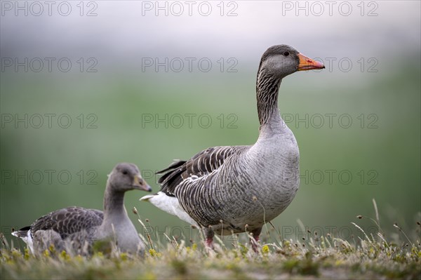 Greylag Goose