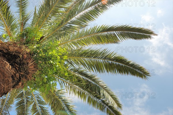 Date palm