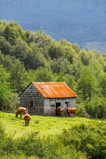 Cows grazing in front of a wooden house covered with shingles, Cerro Castillo National Park, Aysen, Patagonia, Chile, South America