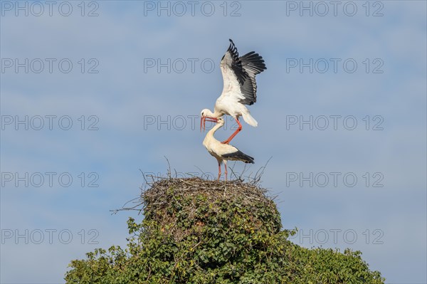 Pair of white stork