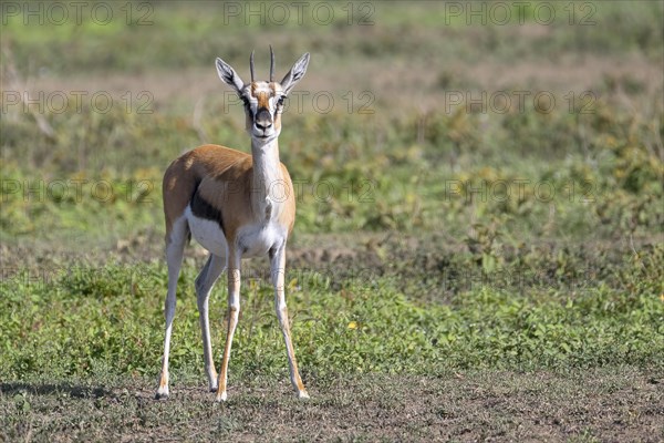 Serengeti thomsons gazelle