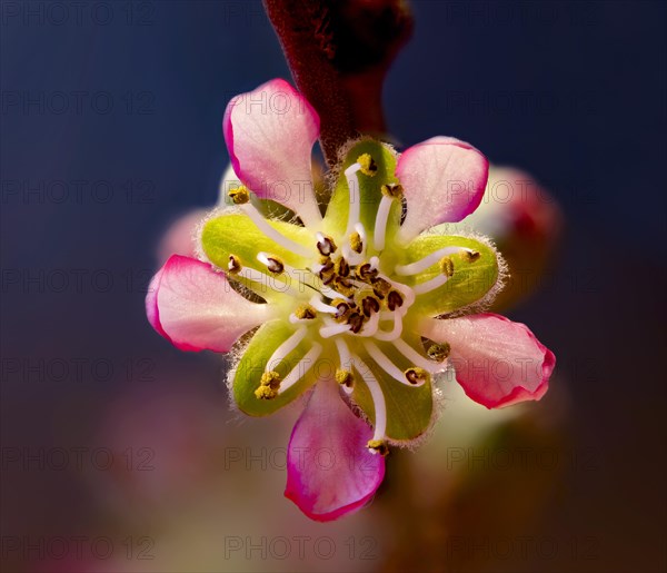 Peach blossom