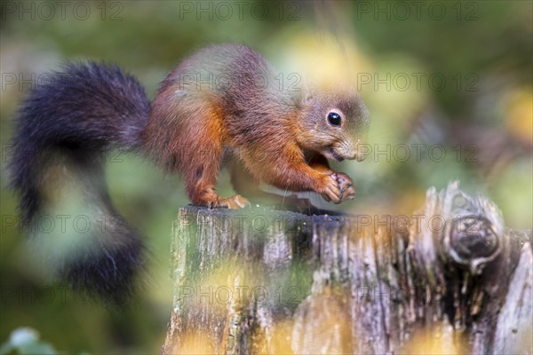 Eurasian red squirrel