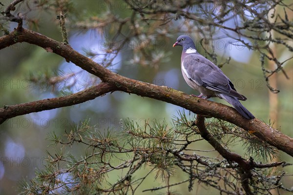 Common wood pigeon