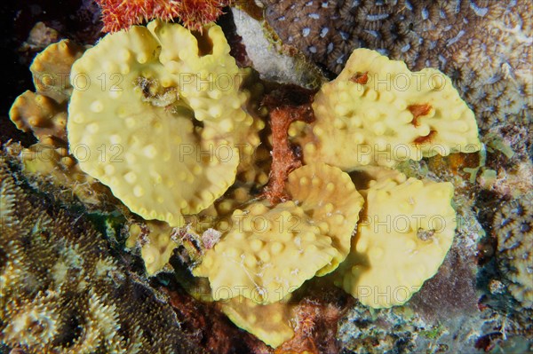 Sulphur leather coral