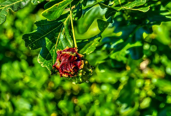 Red knobber gall of the knobber gall wasp