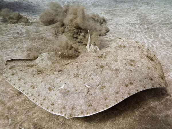 Butterfly ray