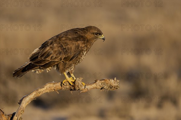 Steppe buzzard