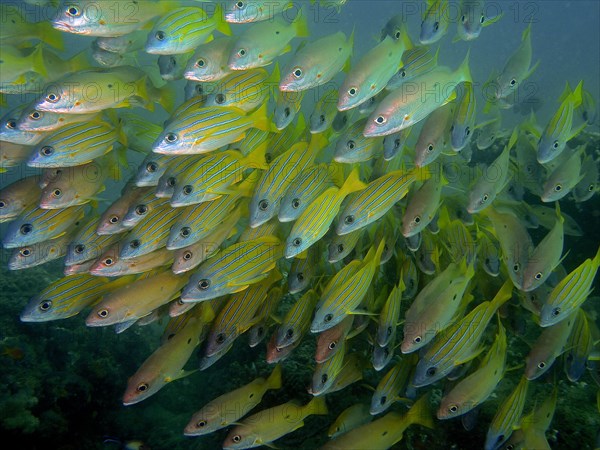 Shoal, group of bluestripe snapper