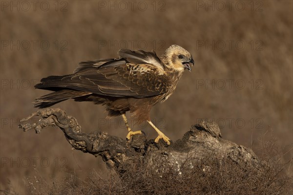 Western marsh-harrier