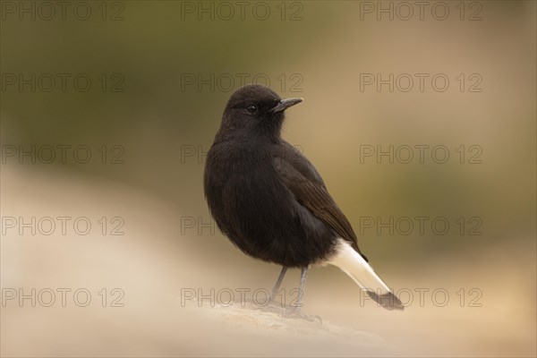 Black Wheatear