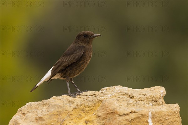 Black Wheatear