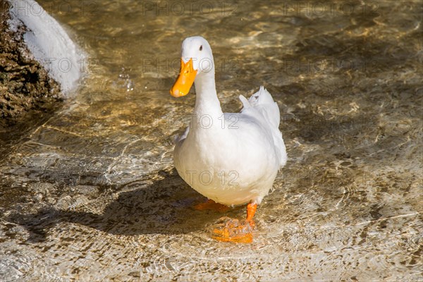 Lonely duck moving in the waters of the pond