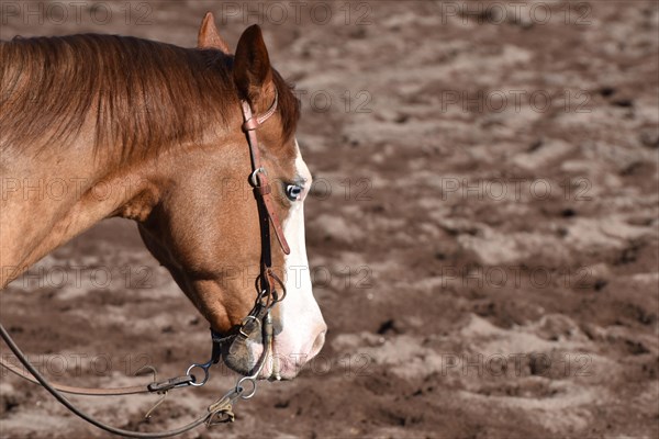 Close-up of the head and neck with headstall and reins of a western horse of the breed American Quarter Horse during training in the riding arena in late winter, chestnut coloured horse with large mark on the head and one blue eye, Rhineland-Palatinate, Germany, Europe