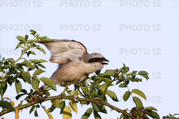 Red-backed Shrike