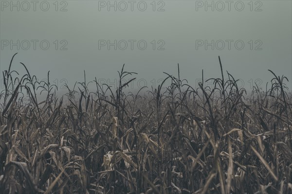Corn crops at the misty day