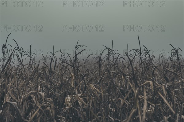 Corn crops at the misty day