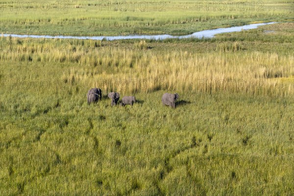 Aerial view of an Elephant heard