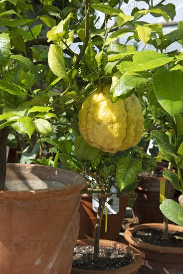 Variegated citron, Citrus limonmedica Maxima Variegata, citrus orchard Faak am See, municipality of Villach, Carinthia, Austria, Europe