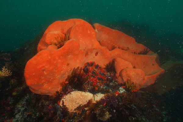 Orange wall sponge