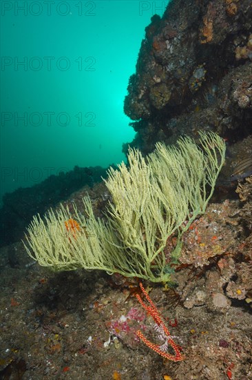 Green shrub gorgonian