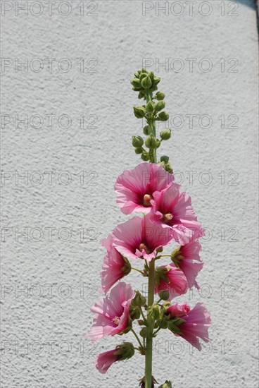 Garden hollyhock lcea Althea rosea