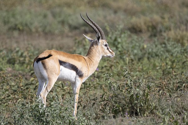 Serengeti thomsons gazelle