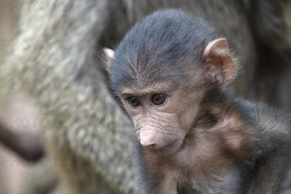 Olive baboon