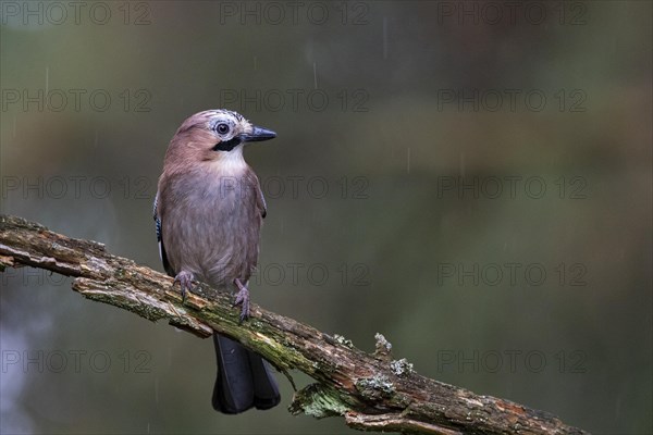 Eurasian jay