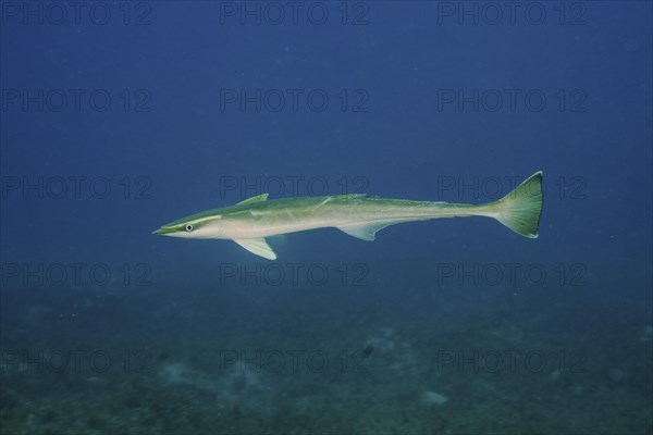 Free floating common remora