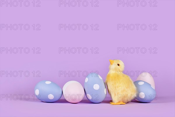 Easter chick and pastel colored painted eggs in corner of violet background with copy space