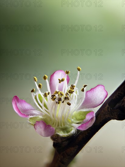 Peach blossom