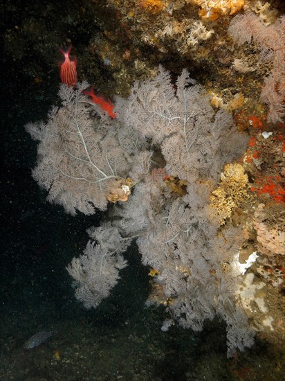 Christmas tree coral