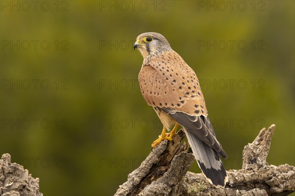 Common kestrel