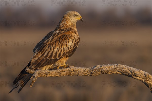 Red Kite