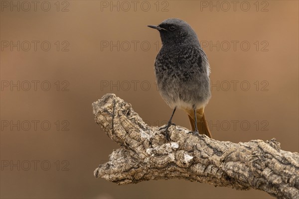 Black Redstart