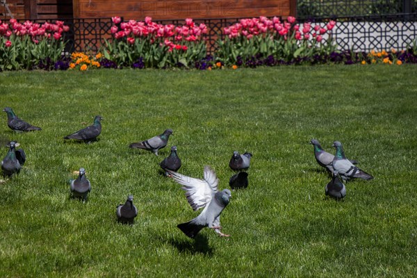 Pigeons on a green lawn in a city park