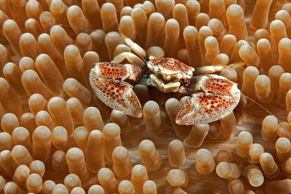 Spotted anemone crab spotted porcelain crab