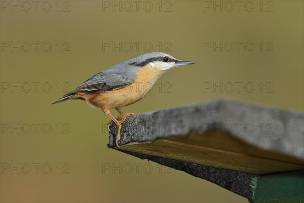 Eurasian nuthatch