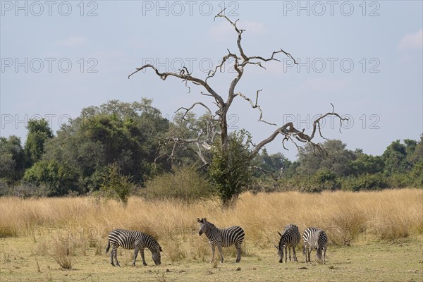 Plains Zebra of the subspecies crawshay's zebra