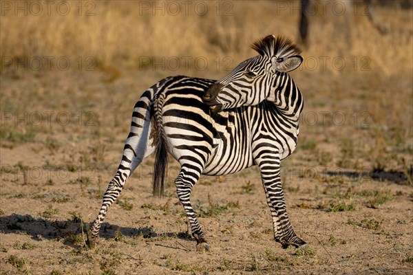 Plains Zebra of the subspecies crawshay's zebra